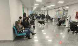 Eğitim Araştırma Hastanesi’nde Kediler, Fareler ve Köpekler Geziniyor