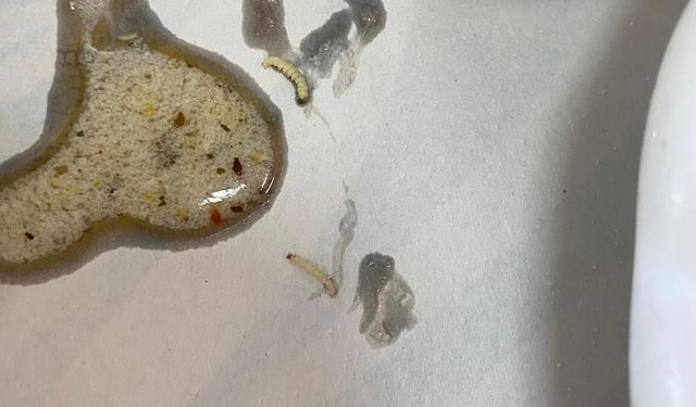 Sağlık Çalışanlarının Yemeğinden Solucan ve Kurtçuk Çıktı!